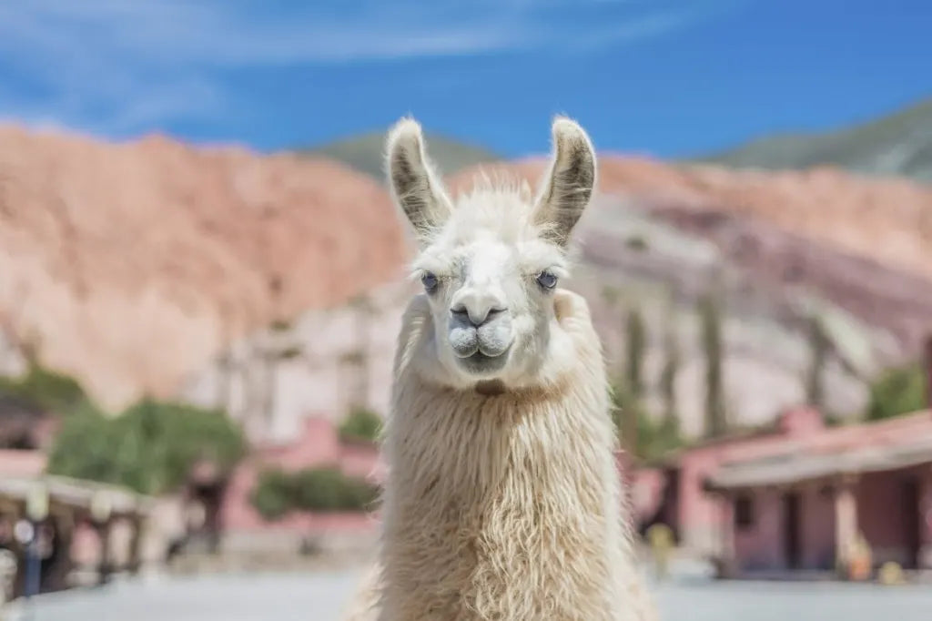 Un día perfecto: del aeropuerto a la Quebrada de Humahuaca (Purmamarca, Tilcara y Humahuaca)